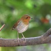 コマドリ♀C