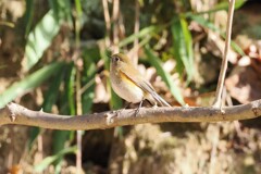 ルリビタキ♀