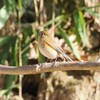 ルリビタキ♀