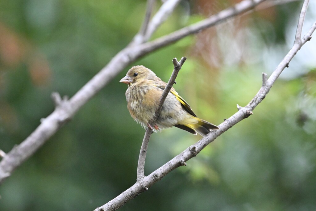 カワラヒワ♀B