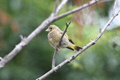 カワラヒワ♀B