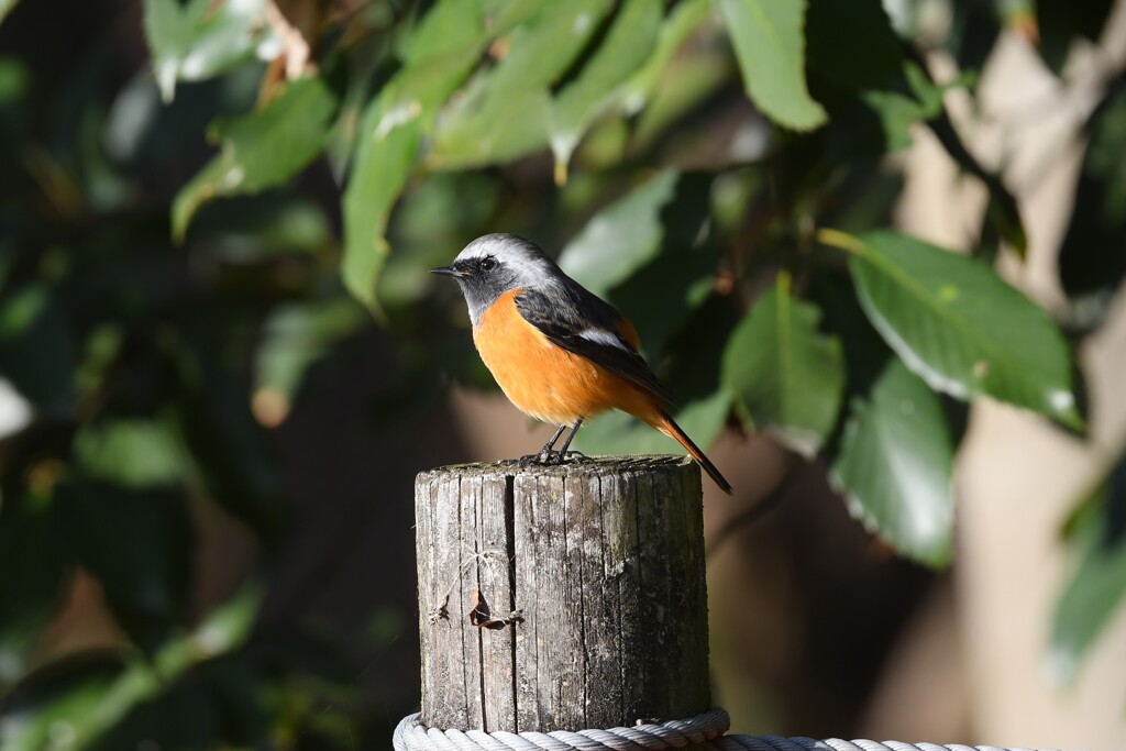 ジョウビタキ♂B