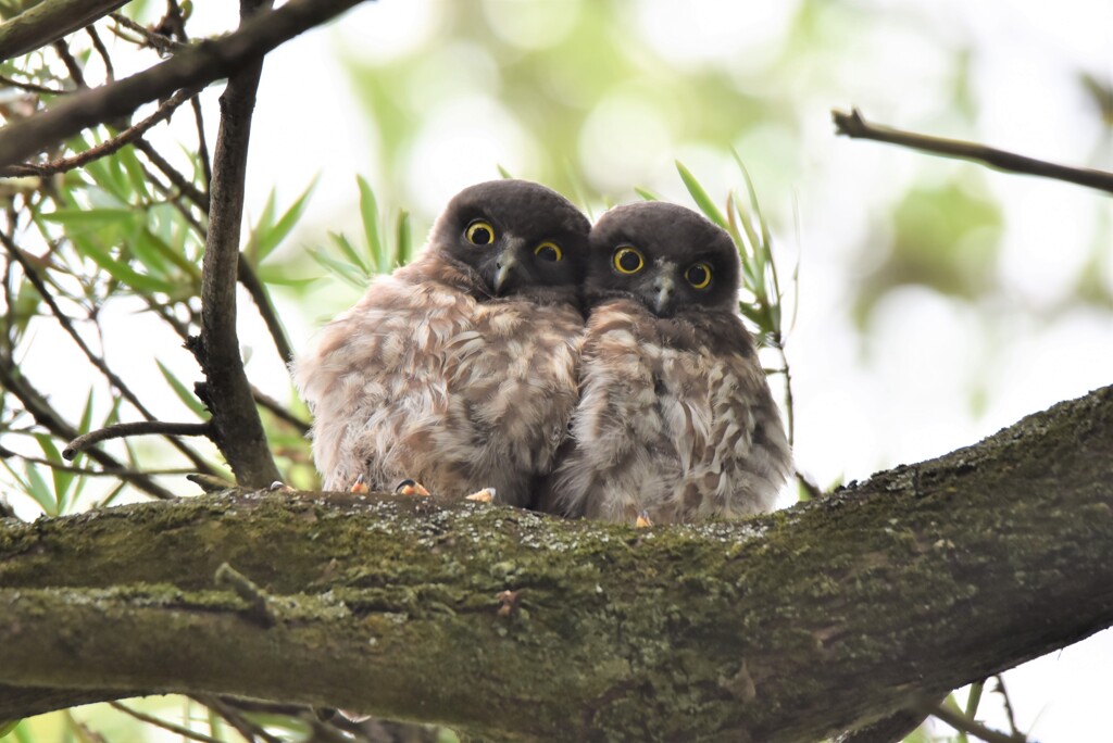 アオバズク幼鳥