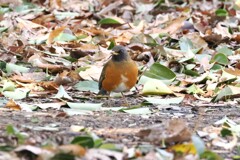 アカハラ♂