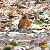 アカハラ♂
