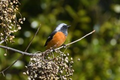 ジョウビタキ♂D