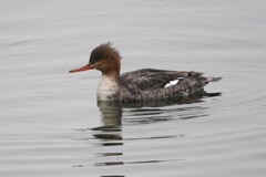 ウミアイサ♀