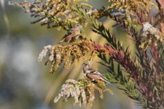 ベニマシコのカップル