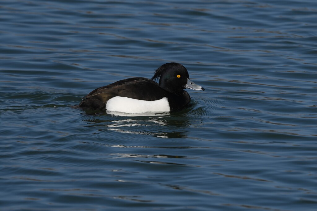 キンクロハジロ♂