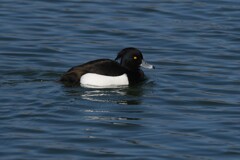 キンクロハジロ♂