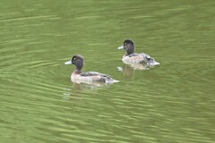 キンクロハジロ キンクロハジロ