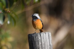 ジョウビタキ♂C