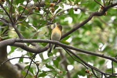 ムギマキ♀B ムギマキ♀B