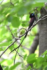 サンコウチョウ♂A