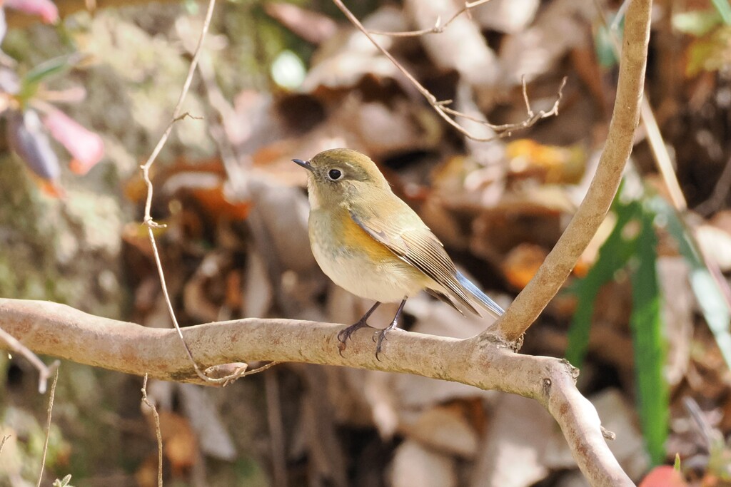 ルリビタキ♀