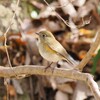 ルリビタキ♀