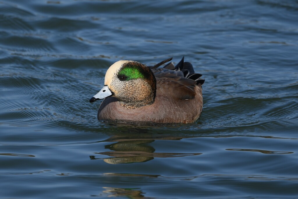 アメリカヒドリB