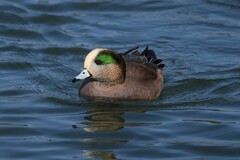 アメリカヒドリB