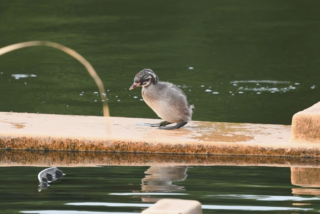 カイツブリ幼鳥D
