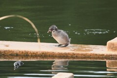 カイツブリ幼鳥D