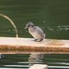 カイツブリ幼鳥D