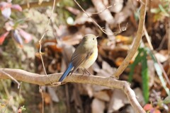 ルリビタキ♀