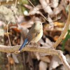 ルリビタキ♀