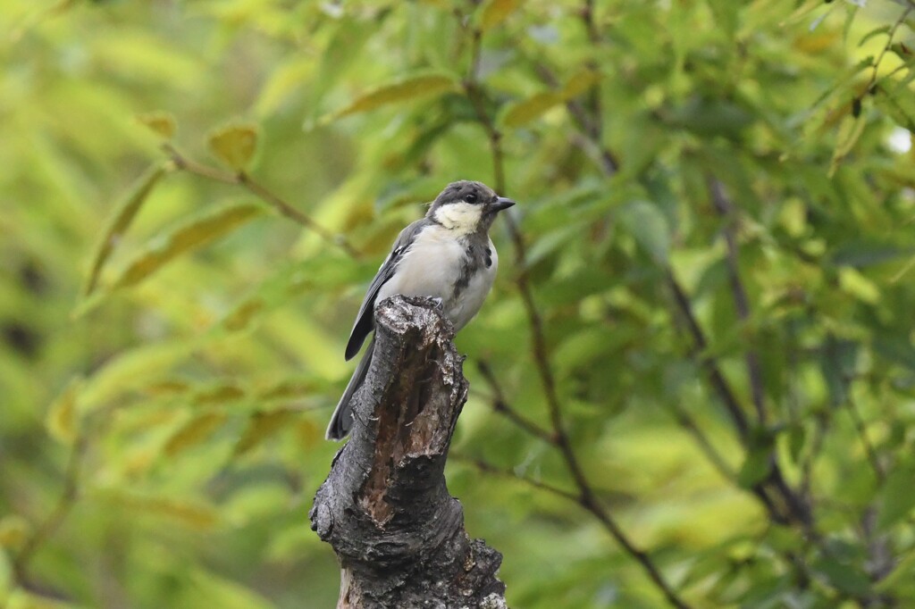 シジュウカラ幼鳥A