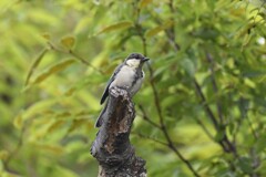 シジュウカラ幼鳥A