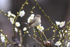 ニシオジロビタキP