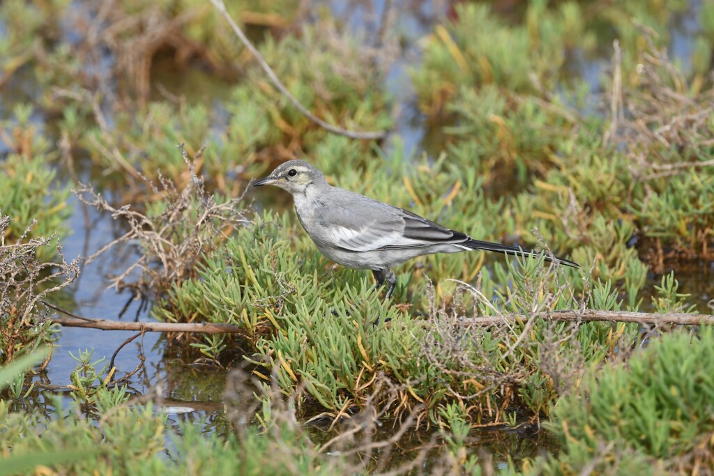 ハクセキレイ♀