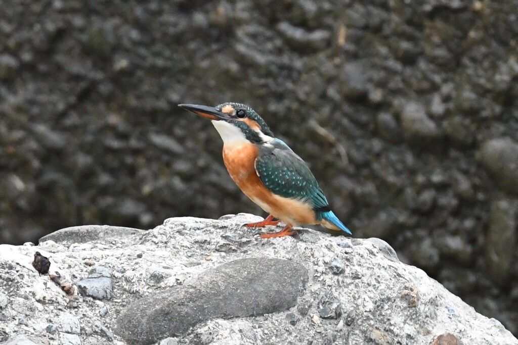 カワセミ♀幼鳥