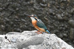 カワセミ♀幼鳥