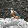 カワセミ♀幼鳥