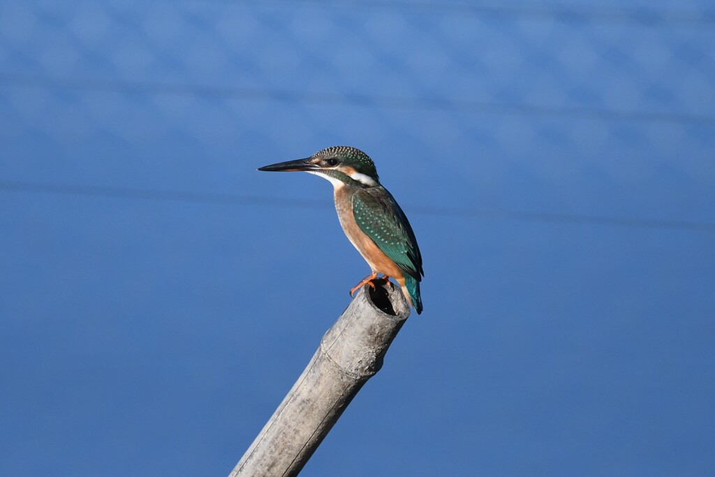 カワセミ♀幼鳥B