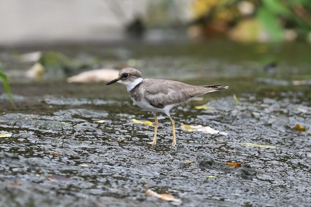 イカルチドリ幼鳥A