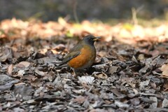 アカハラ