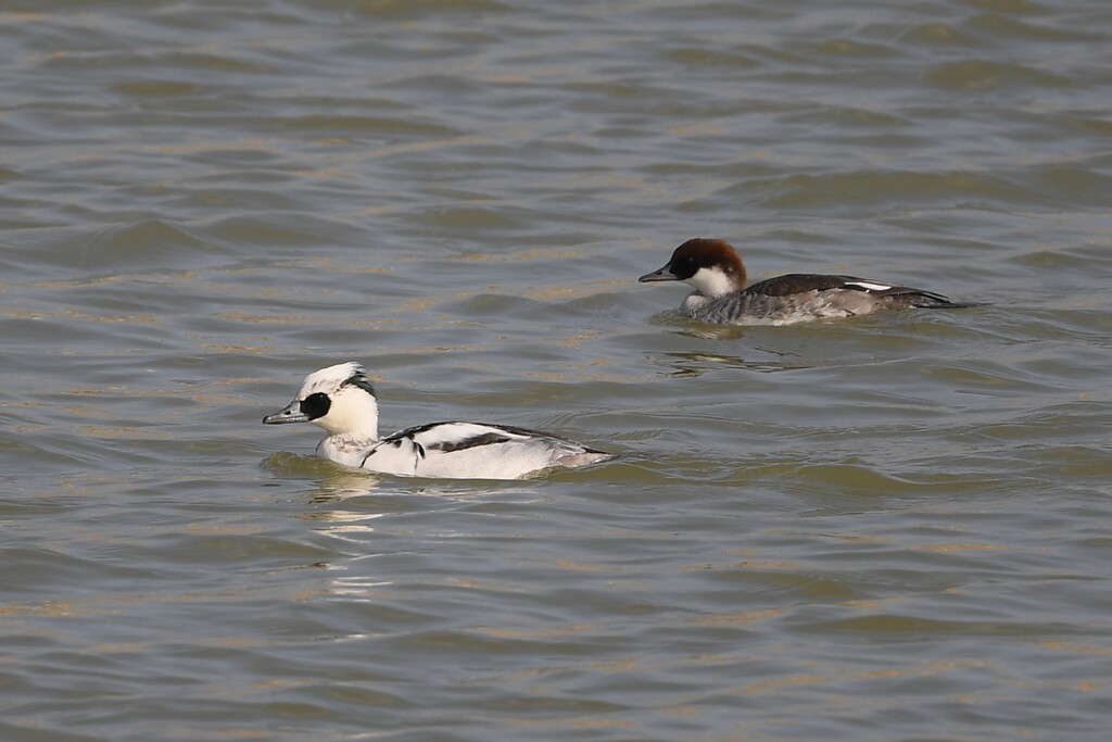 ミコアイサのペア