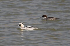 ミコアイサのペア