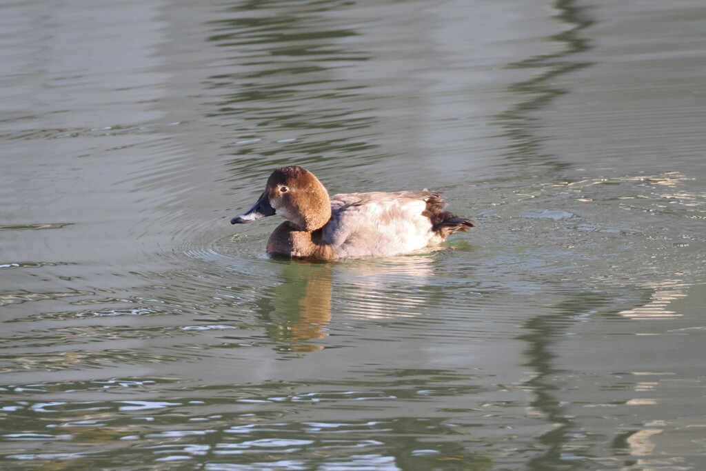 ホシハジロ♀