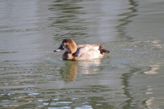 ホシハジロ♀