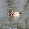 ホシハジロ♀