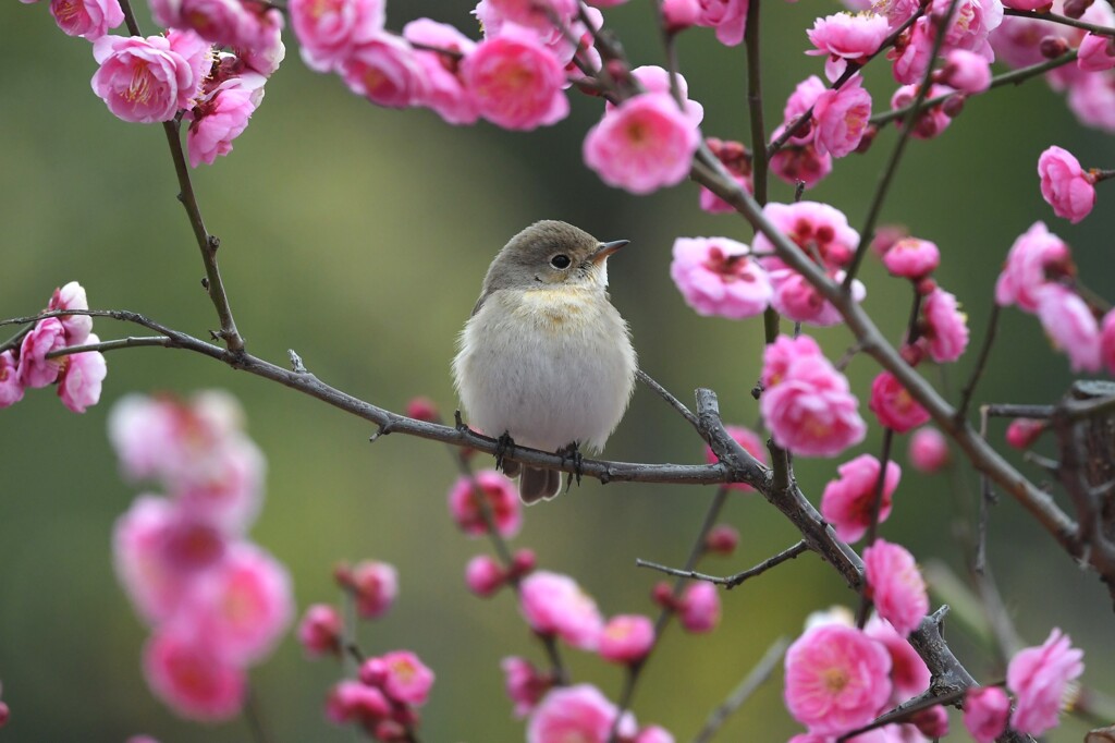 ニシオジロビタキJ