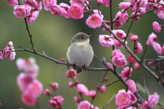 ニシオジロビタキJ