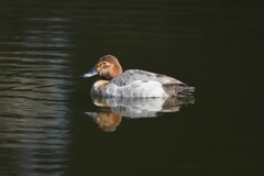 ホシハジロ♀