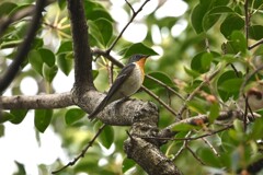 ムギマキ♂若 ムギマキ♂若