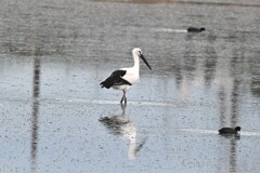 コウノトリ コウノトリ