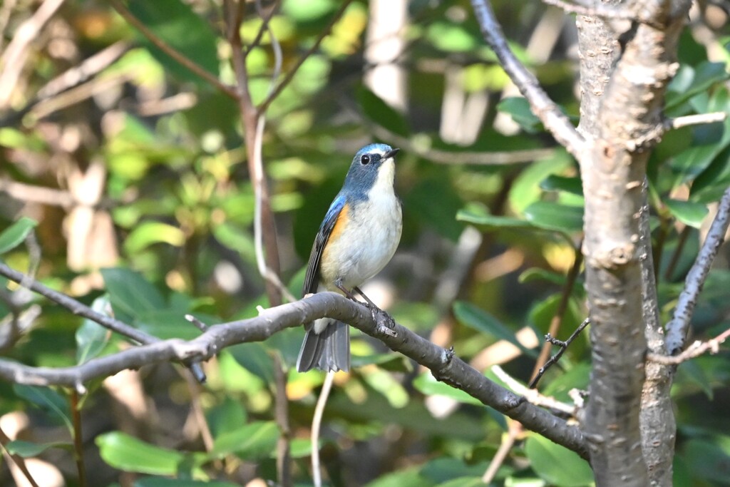 ルリビタキ♂