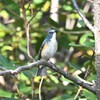 ルリビタキ♂