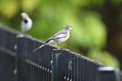 ハクセキレイ♀